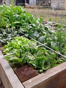 planter box