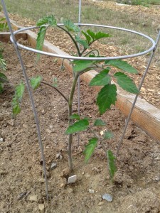young tomato plant