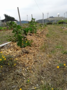 row of black berry