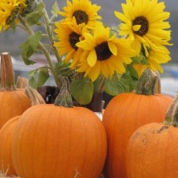 sunflowers and pumpkins