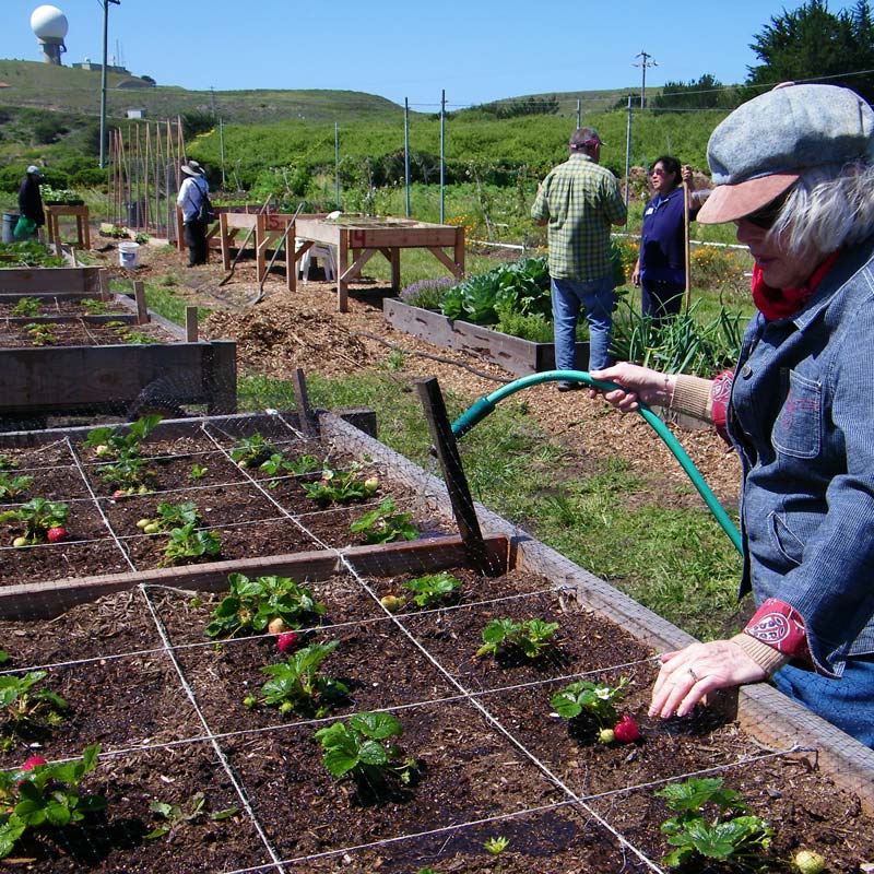 Big Wave Farm Days community volunteers help with planting, watering and garden projects