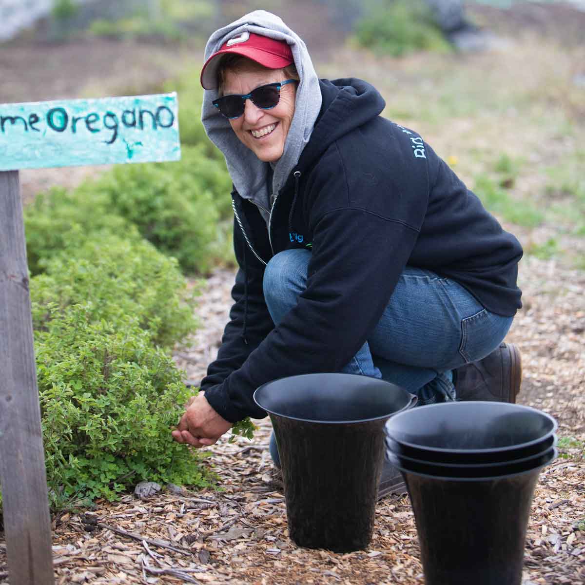 picking oregano in Big Wave Farm herb garden