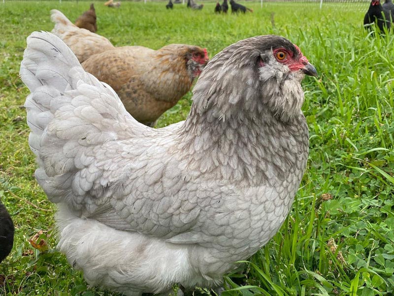 free range chickens at Big Wave Farm