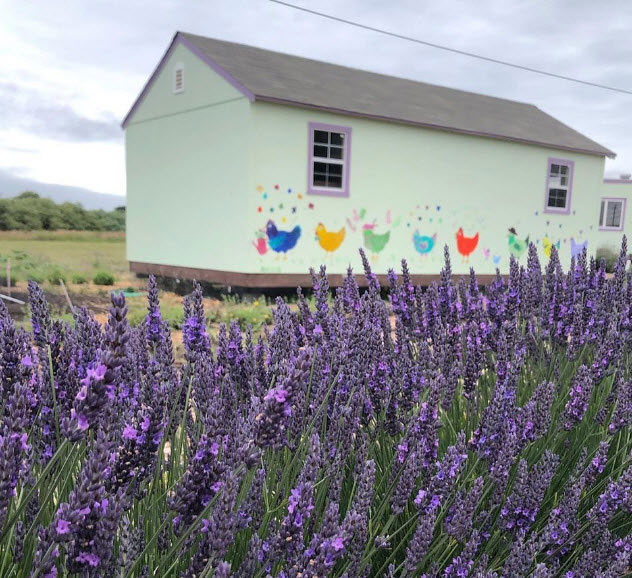 lavender field in bloom at Big Wave Farm in Half Moon Bay
