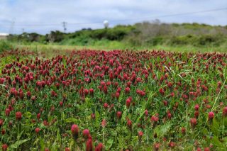 red clover field cover crop at Big Wave Farm