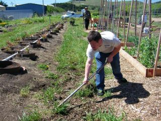 Big Wave Farm volunteer hoeing weeds from garden