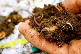 fresh garden compost with beneficial worms