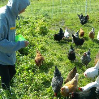 Big Wave resident with disabilities feeding chickens on the farm